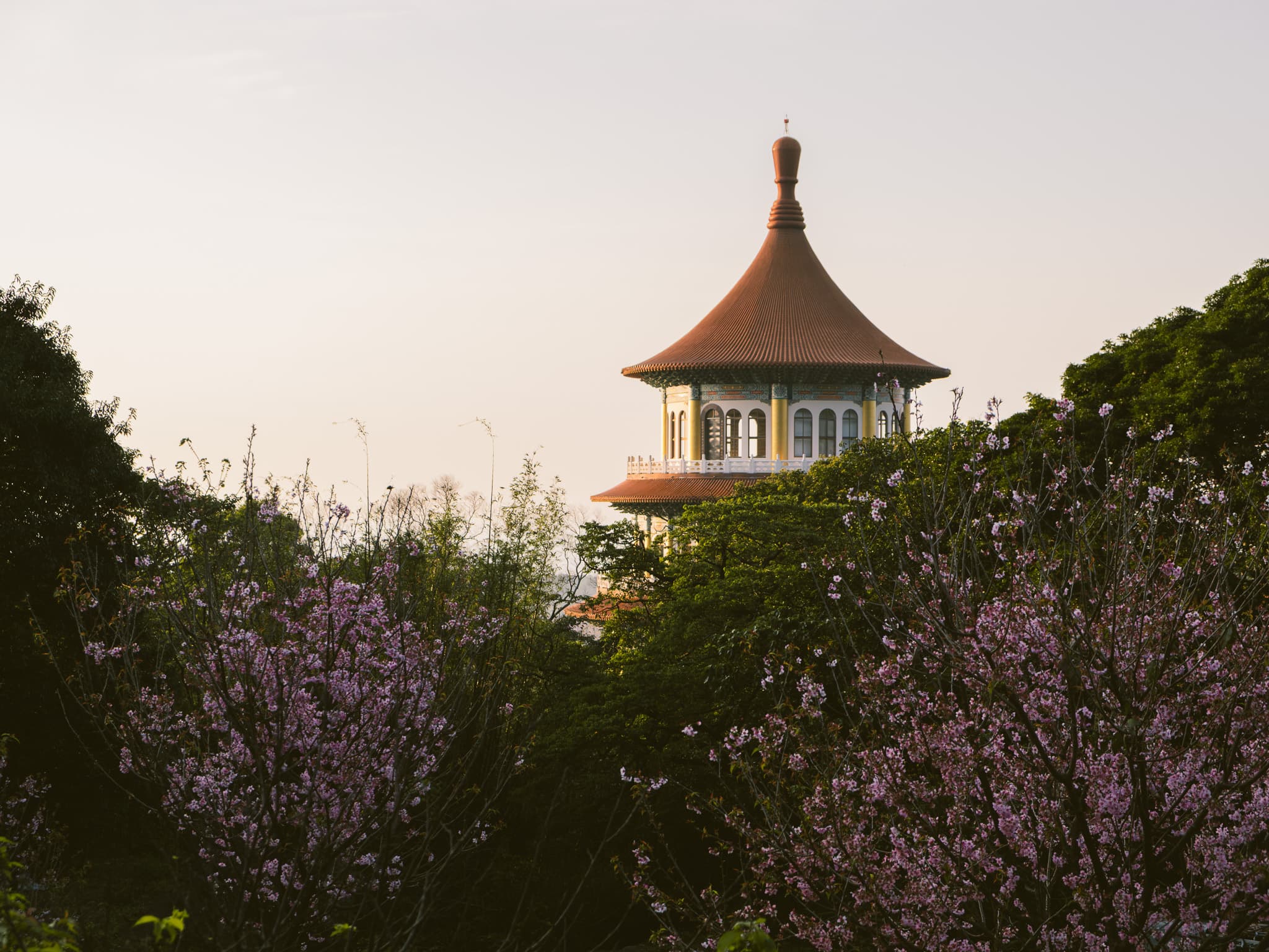 Пагода среди цветущей сакуры в Тайбэе