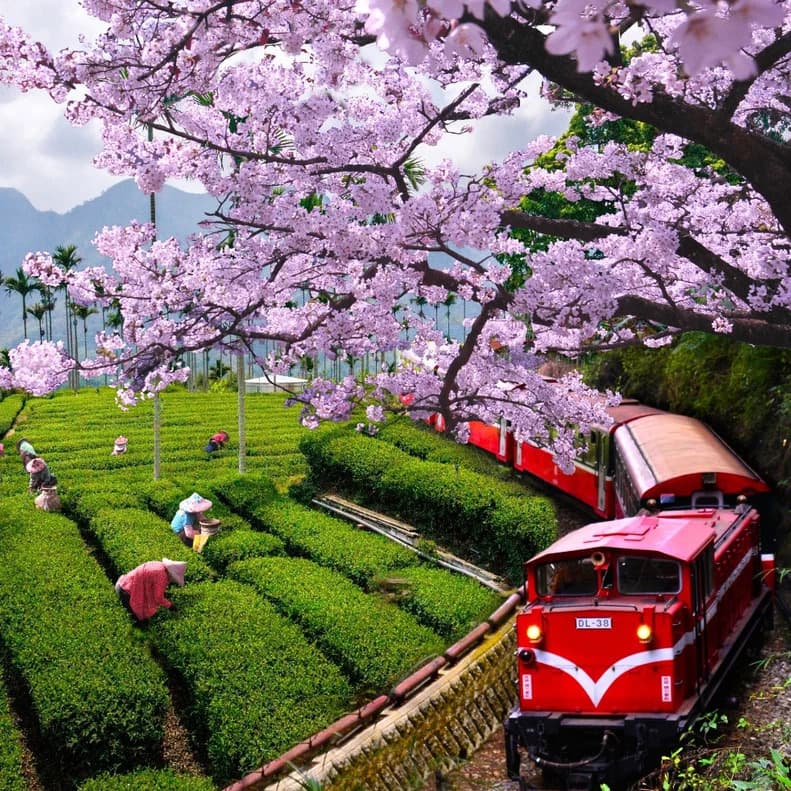 Поезд Алишань среди чайных плантаций и цветущей сакуры на Тайване